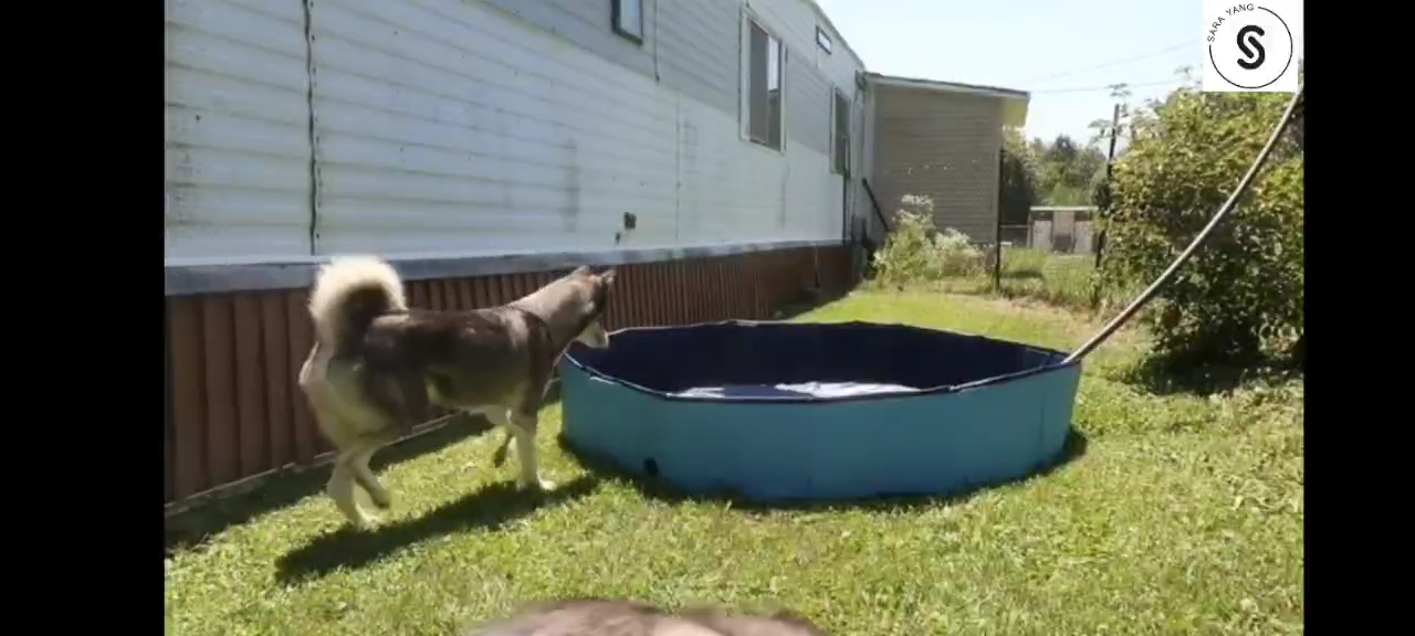 *SG seller* Kids Pet Foldable Swimming Pool Dogs Cats Bathing Tub Portable Bathtub Collapsible Water Pond Pool & Kiddie Pools for Kids Pet Spa Whelping Box Kiddies Pets to Swim and Bath in Outdoor